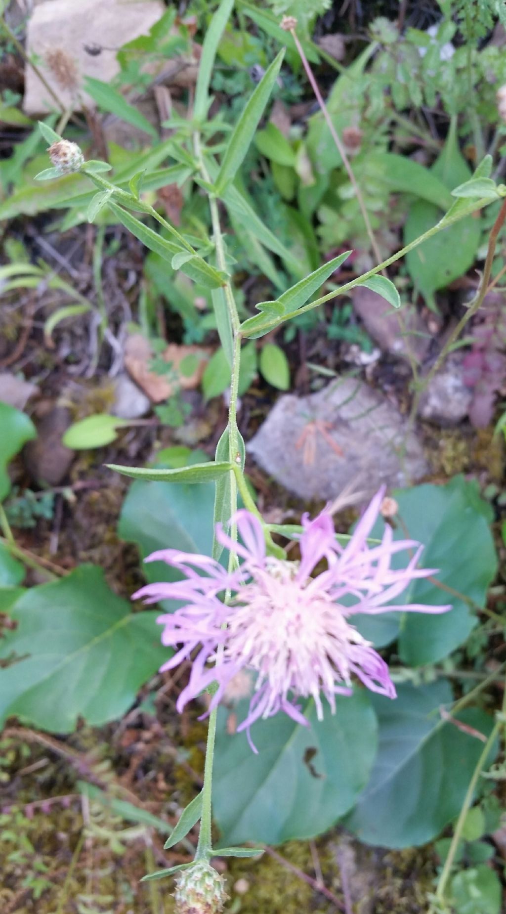 Centaurea nigrescens